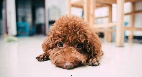 泰迪可以吃绿心瓜嘛视频,绿心瓜的适宜性解析