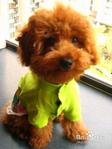 泰迪可以吃绿心瓜嘛视频,绿心瓜的适宜性解析 第3张 泰迪可以吃绿心瓜嘛视频,绿心瓜的适宜性解析 第3张