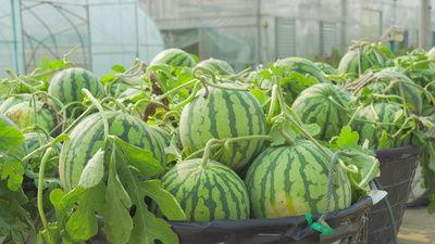 农大跳舞吃瓜视频大全最新