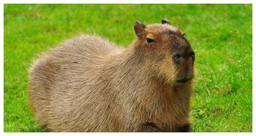 水豚吃瓜的最快视频