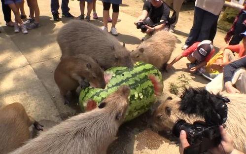 水豚吃瓜的最快视频 第2张 水豚吃瓜的最快视频 第2张