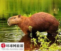 水豚吃瓜的最快视频 第3张 水豚吃瓜的最快视频 第3张