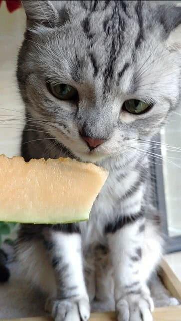 吃瓜的猫猫视频大全播放