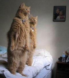 吃瓜的猫猫视频大全播放  第3张